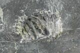 Unprepared Drotops Trilobite - About Long #106861-2